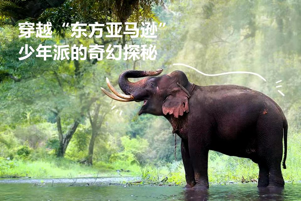 版纳雨林生物探索营2.0